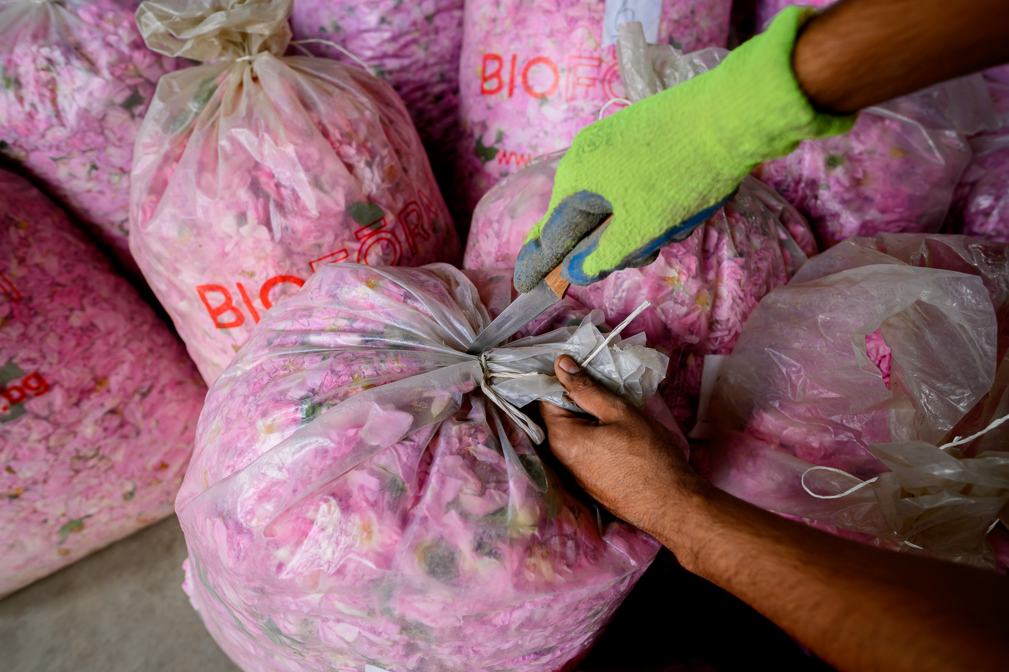 Bioform plantations — the foundation of our exhibition presence